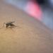 Ratusan Warga Jember Terpapar DBD dan Satu Pasien Meninggal Dunia 8 Ilustrasi nyamuk Aedes aegypti
