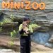 Cerita di Balik Viralnya Kucing Piuw, Aksi Gemas Kucing Domestik di Jember Mini Zoo 8 Jember Mini Zoo.