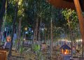 Hutan Pinus