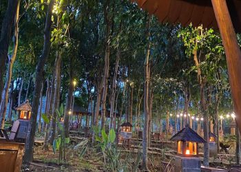 Hutan Pinus