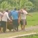 Viral! Video Pemakaman Sapi Terjangkit PMK di Tuban, Pemilik Ternak Resah