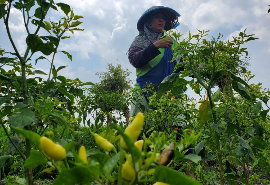 Petani Cabai di Mojokerto Panen Dini Lantaran Harga Mumpung Meroket 1 Petani cabai