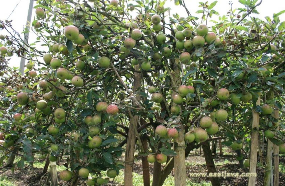 Kebun Apel Krisna Agro Wisata Pasuruan