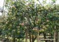 Kebun Apel Krisna Agro Wisata Pasuruan