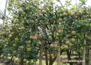 Kebun Apel Krisna Agro Wisata Pasuruan