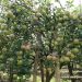 Kebun Apel Krisna Agro Wisata Pasuruan
