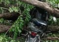 Pohon tumbang di Pasuruan