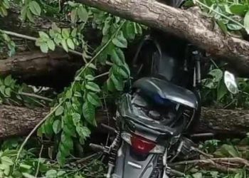 Pohon tumbang di Pasuruan