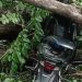 Pemotor Tewas Tertimpa Pohon Tumbang di Jalur Pasuruan-Malang 8 Pohon tumbang di Pasuruan