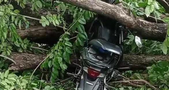Pemotor Tewas Tertimpa Pohon Tumbang di Jalur Pasuruan-Malang 1 Pohon tumbang di Pasuruan