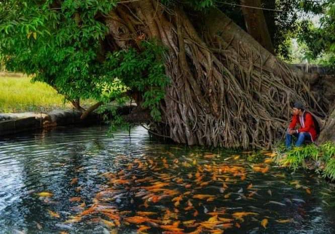 Wisata Sumber Dhuwur Mojokerto, Murah Meriah Bisa Main Bareng Ribuan Ikan 1 Wisata Sumber Dhuwur Mojokerto