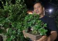 Tanaman bonsai.
