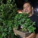 Cerita Kak Acing, Pembudidaya Tanaman Bonsai di Jember Pamer Keindahan hingga Tantangan Merawat Pohon Kerdil 8 Tanaman bonsai.