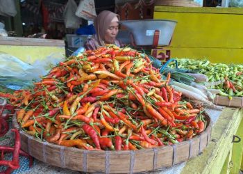 Harga cabai.