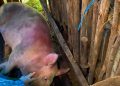 Babi Mati
