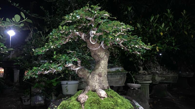 Tanaman bonsai di Jember.