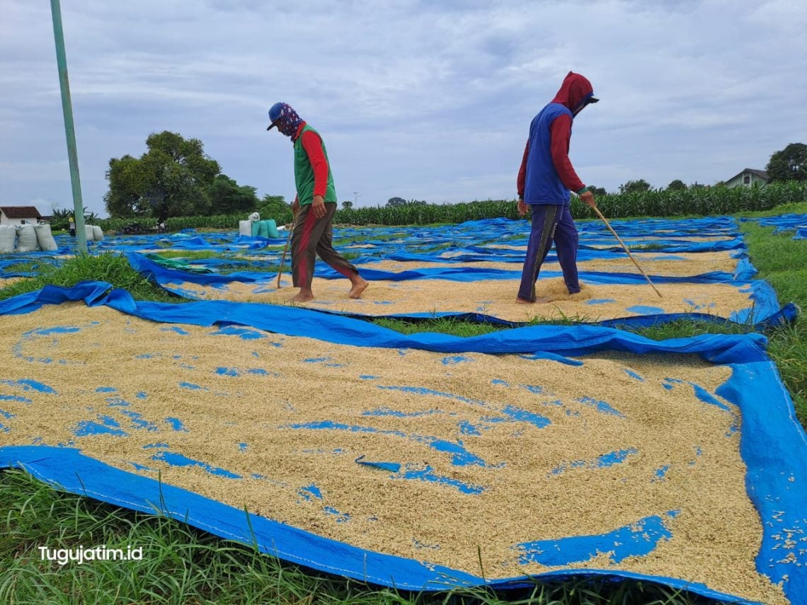 Jaga Stabilitas Harga! Bulog Bojonegoro 'Jemput Bola' Beli Gabah Langsung dari Petani 1 Bulog