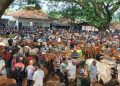 Pasar Hewan di Tuban