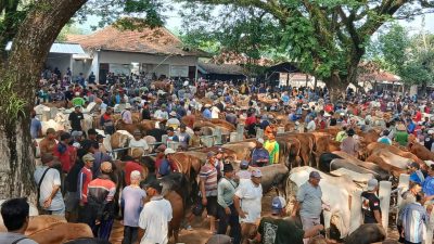 Pasar Hewan di Tuban