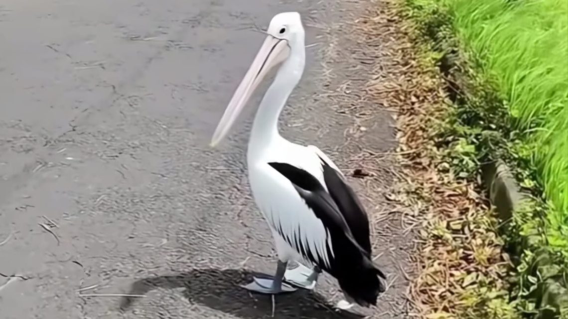 Viral! Burung Pelikan Kacamata Milik Eco Green Park Kota Batu Lepas ke Jalanan 1 burung pelikan kacamata milik Eco Green Park Kota Batu