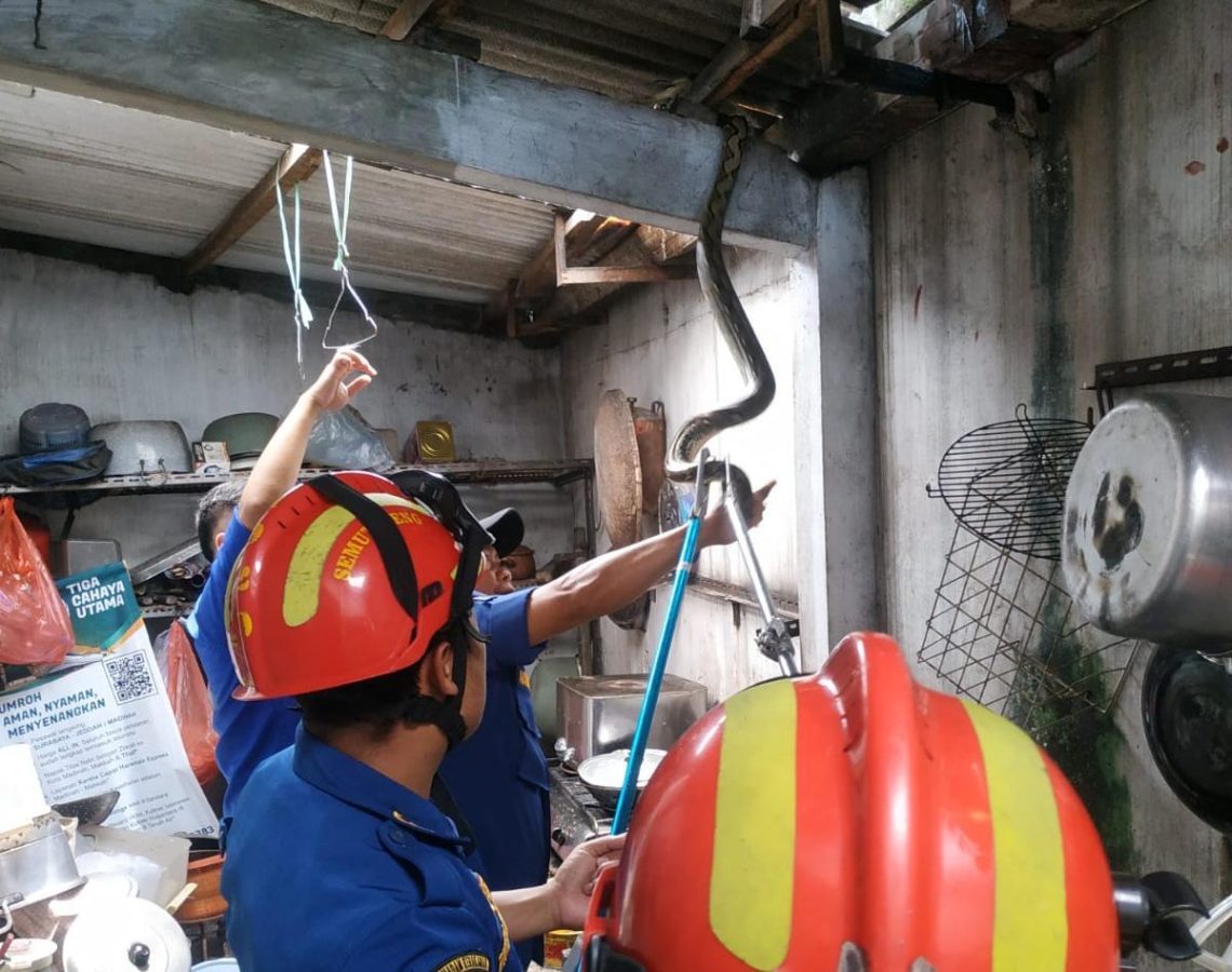 ular piton masuk ke rumah warga Malang (dok. UPT Damkar