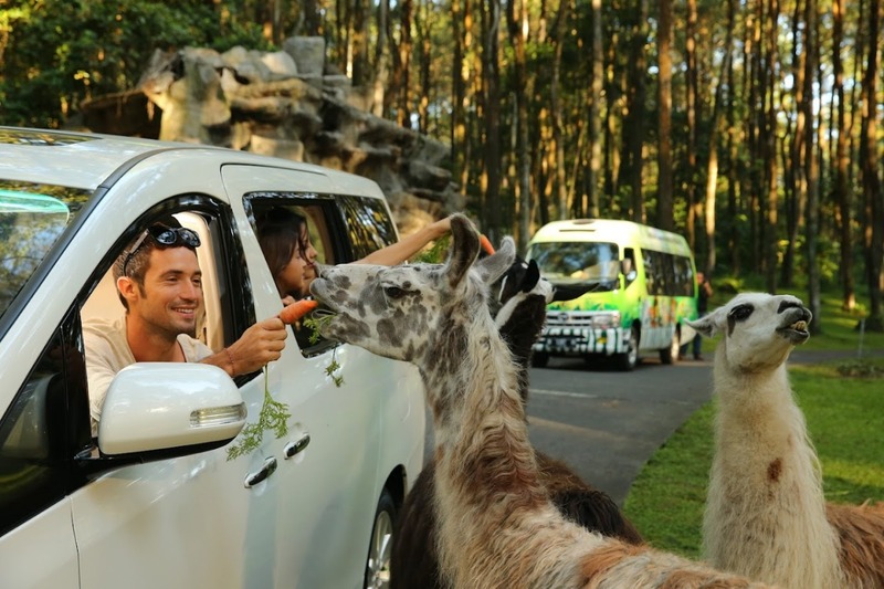 Taman Safari Prigen.