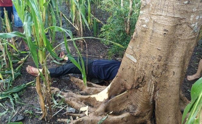 Berteduh di Bawah Pohon, Wanita di Pasuruan Tewas Tersambar Petir 1 Tersambar petir.