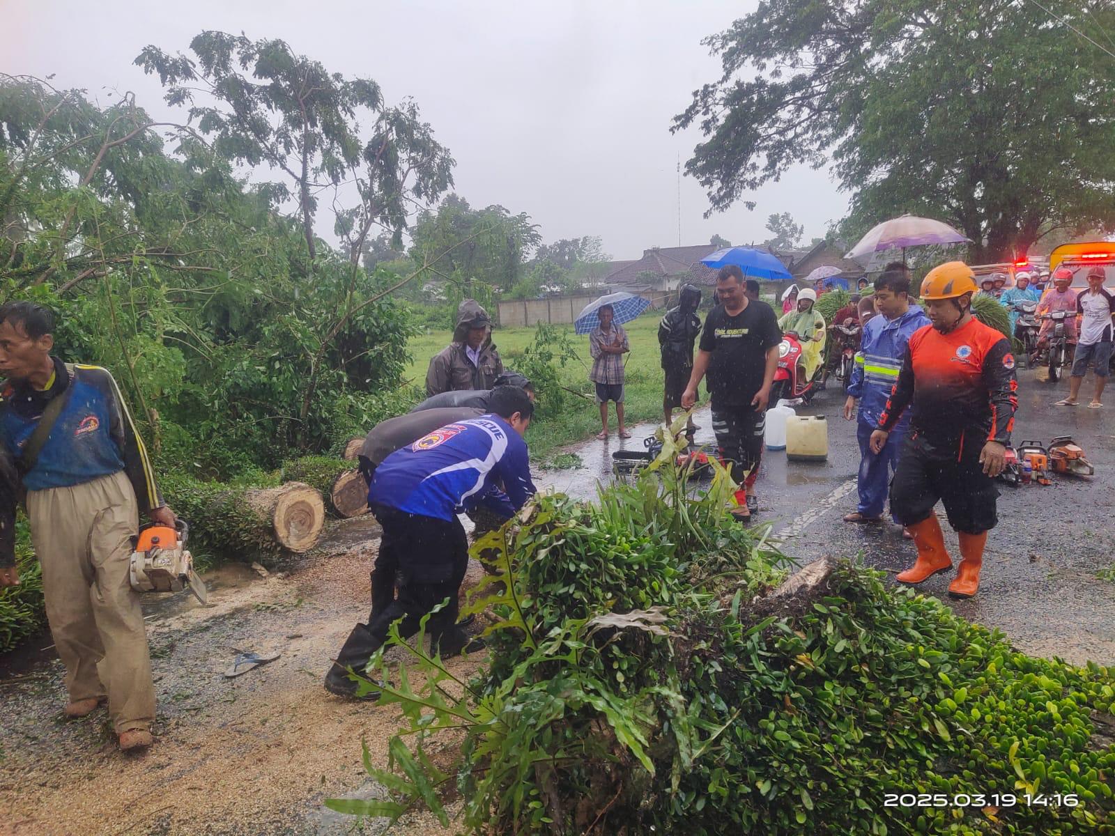 pohon tumbang