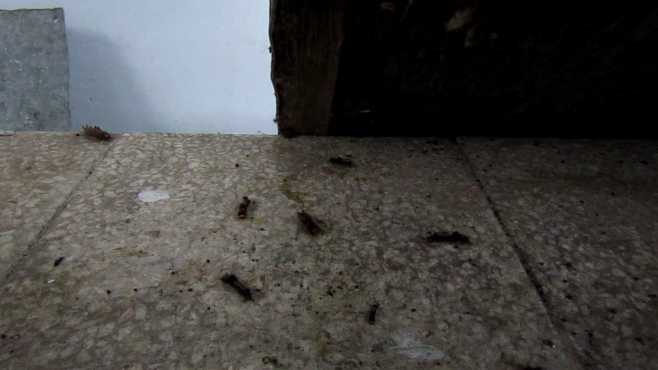 Ulat bulu