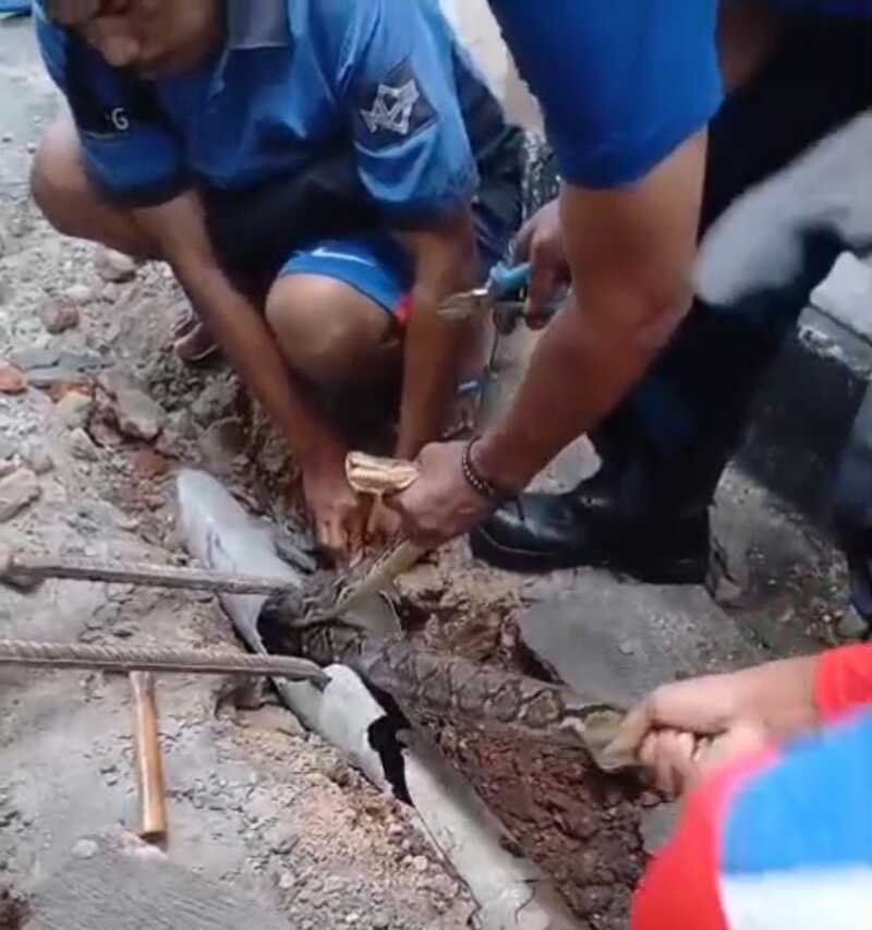 Ular Piton Sumbat Saluran Air, Warga Tuban Panik 3 Ular piton di Tuban.