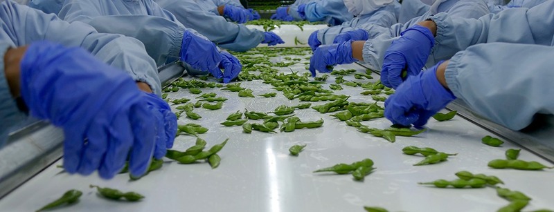 Edamame Jember.