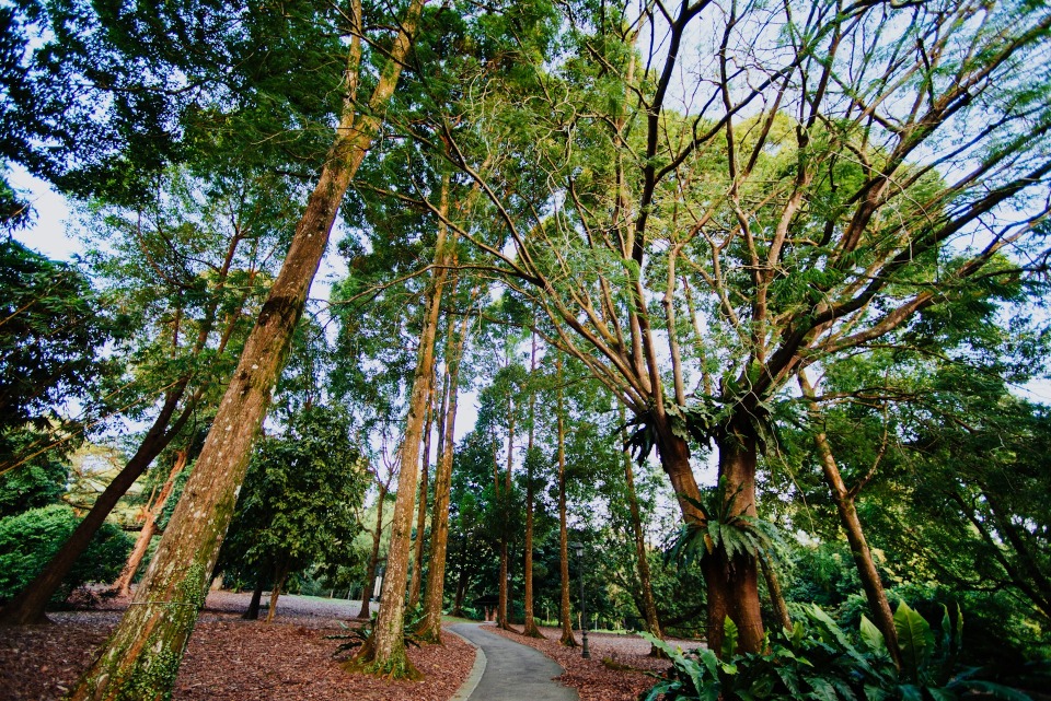 11 Spot Hutan Pinus Mojokerto untuk Liburan yang Sejuk dan Tenang