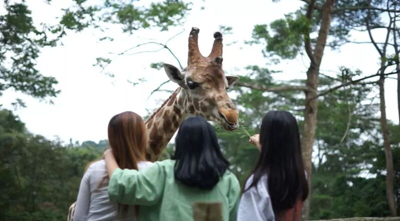 Taman Safari Indonesia.