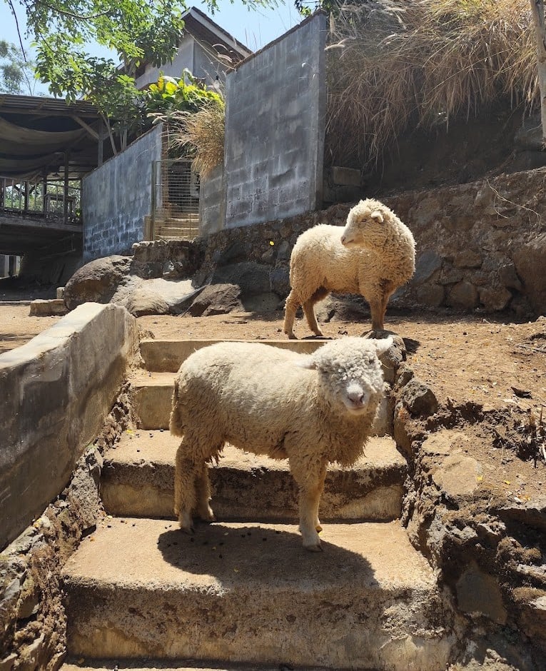 Arunika Space and Heal: Nongkrong Sambil Healing di Tengah Sawah Hijau 2 Arunika Space and Heal 1