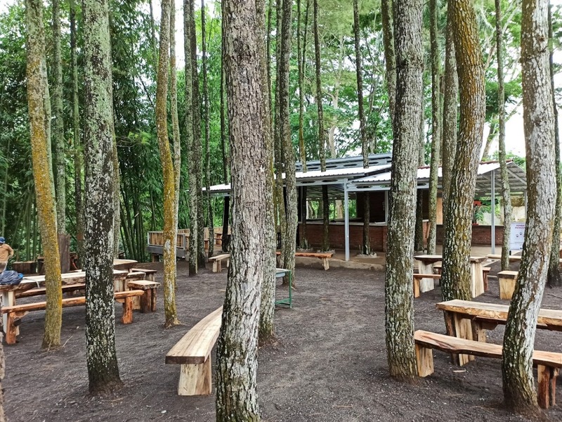 Wisata Pinus Sidomulyo.