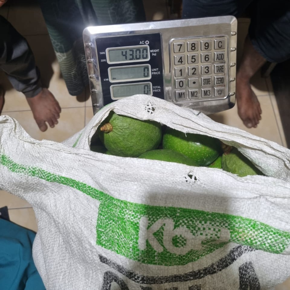 Pencuri Alpukat
