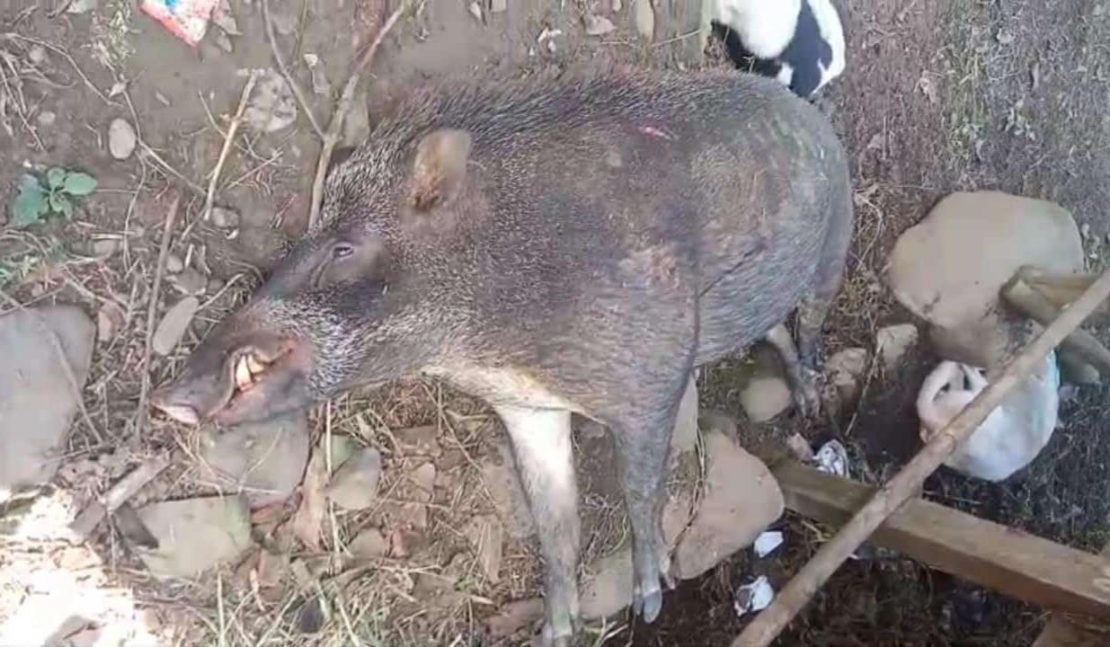Pasutri Jember Diseruduk Babi Hutan Saat Mandi Bareng di Sungai 2 Pasutri Jember diseruduk babi hutan saat mandi bareng 1