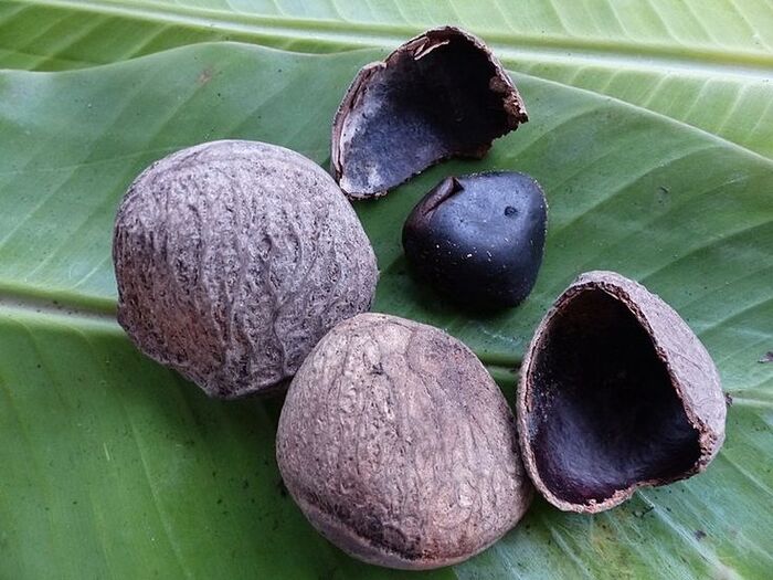 Rempah Kluwek, Rahasia Hitam di Balik Lezatnya Kuliner Rawon 12 Rempah Kluwek.