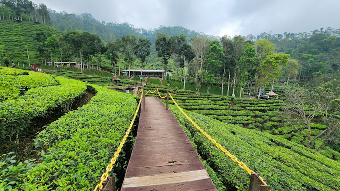 Kebun Teh Gambir Jember