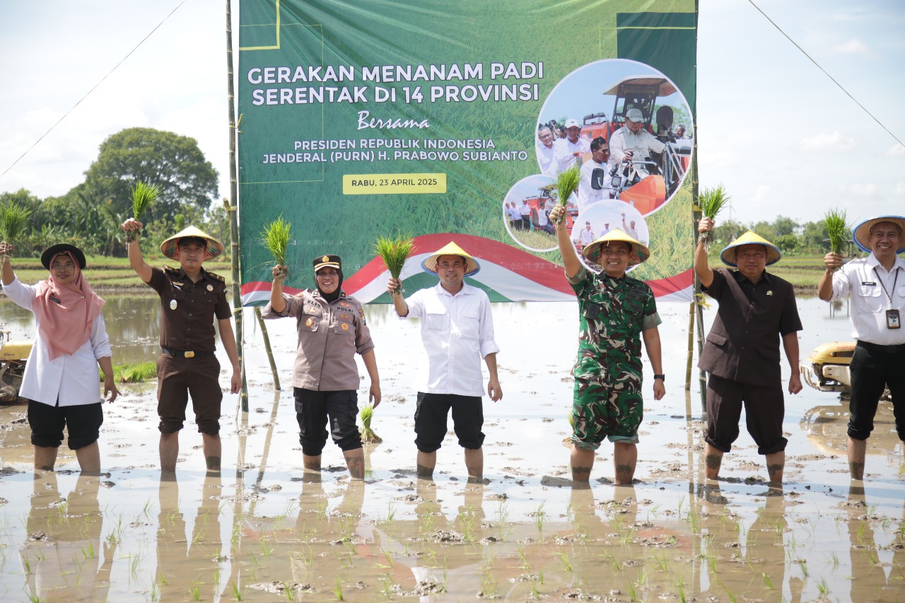 Tanam Padi