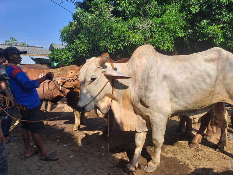 Daging kurban.