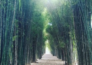 Hutan Bambu Keputih.