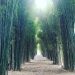 Hutan Bambu Keputih Surabaya, Eks TPA Disulap Jadi Taman Oase Berlatar Fotogenik 8 Hutan Bambu Keputih.