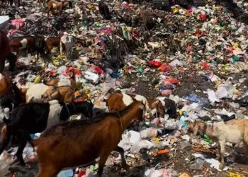 Kambing makan sampah.