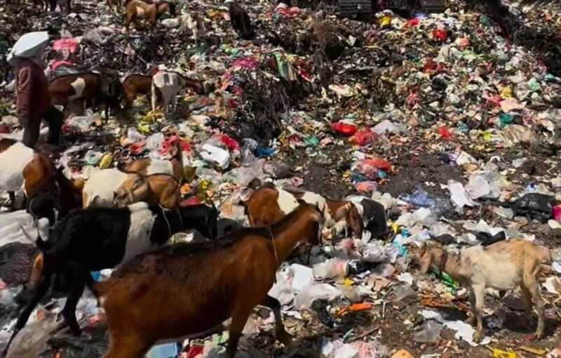Kambing Makan Sampah di Mojokerto, Begini Kata Aswaja Center 1 Kambing makan sampah.