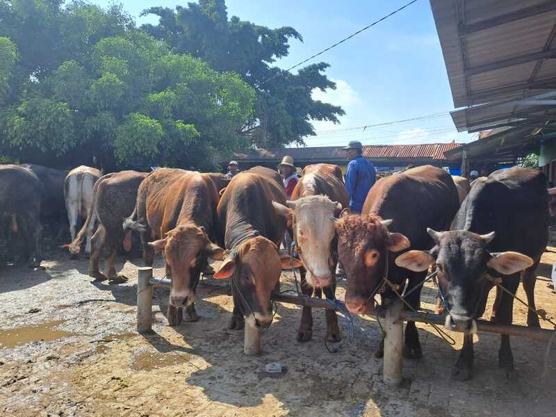 Jelang Iduladha, Pemkab Tuban Jamin Daging Kurban Berstandar "ASUH" 2 Daging kurban Tuban.