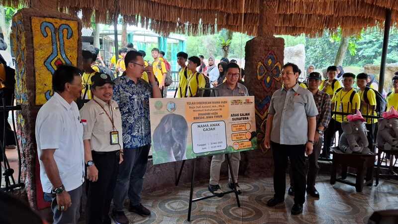 Anak gajah di Batu Secret Zoo.