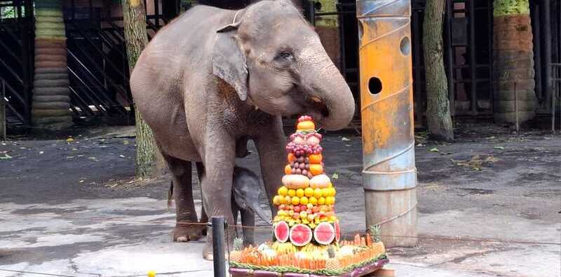 Batu Secret Zoo.