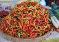 Harga Cabai Rawit di Tuban Rontok Jelang Iduladha, Pedagang: Murah Banget! 5 Harga cabai rawit.
