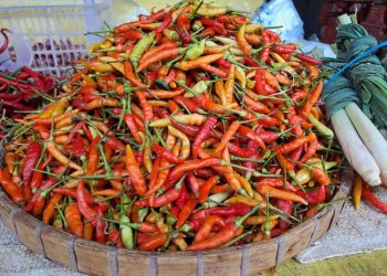 Harga cabai rawit.